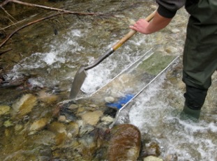 Image:Goldwaschen in der Schweiz